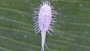 Ztlumení textuře na orchidejí, jak se zbavit a nebude dovolit v budoucnu